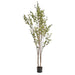 Olea Europaea Tree With Pot H240Cm - Green Pan Home