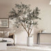 Olea Europaea Tree With Pot H285Cm - Green Pan Home