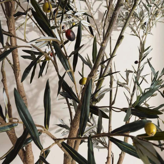 Olea Europaea Tree With Pot H285Cm - Green Pan Home