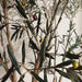 Olea Europaea Tree With Pot H285Cm - Green Pan Home