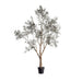 Olea Europaea Tree With Pot H285Cm - Green Pan Home