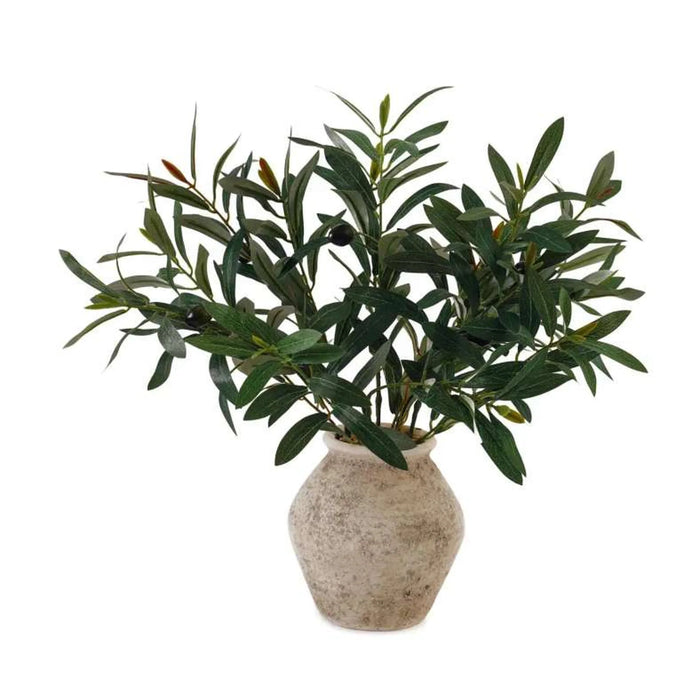 Olive Plant In Ceramic Pot H49.5Cm - Green