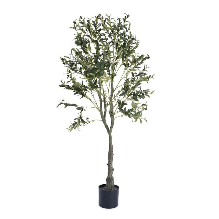 Olive Tree With Pot H150Cm -Green Pan Home