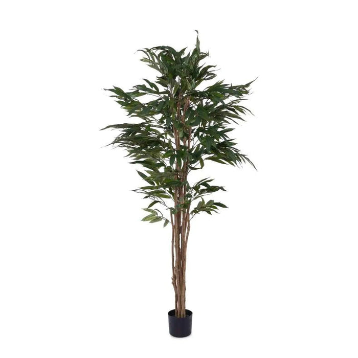 Pacific Ficus Tree Green H180Cm Pan Home