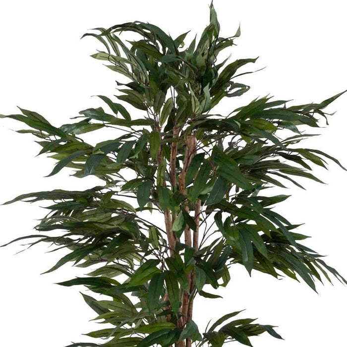 Pacific Ficus Tree Green H180Cm Pan Home
