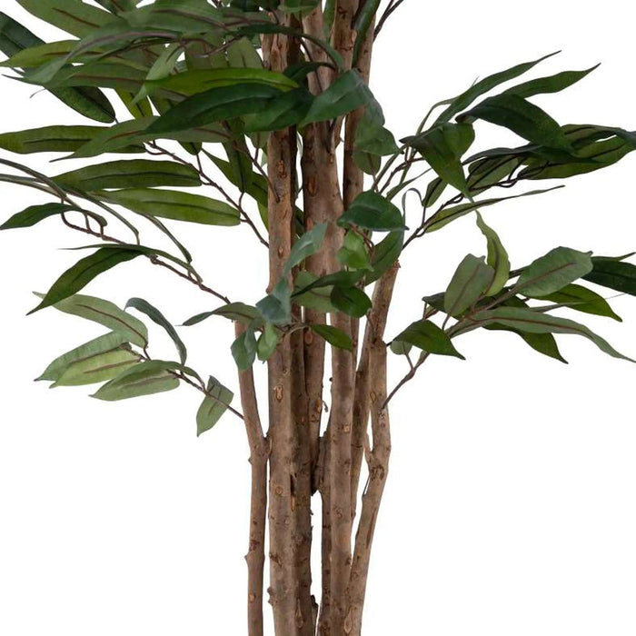 Pacific Ficus Tree Green H180Cm Pan Home