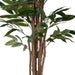 Pacific Ficus Tree Green H180Cm Pan Home