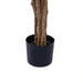 Pacific Ficus Tree Green H180Cm Pan Home