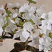 Peach Blossom With Ceramic Pot H34Cm - White Pan Home