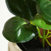 Peperomia Tetraphylla Artificial Bonsai Plant H40Cm - Green Pan Home