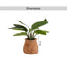 Real Touch Mini Banana Tree H40Cm Pan Home