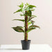 Rohdea Japonica Artificial Bonsai Plant H40cm - Green Pan Home