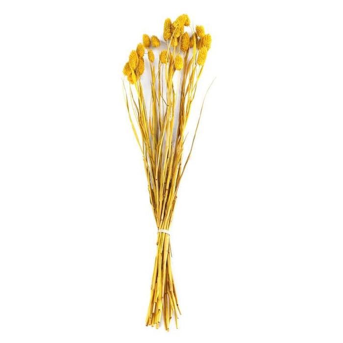 Sierra Single Dried Bouquet H60Cm - Yellow