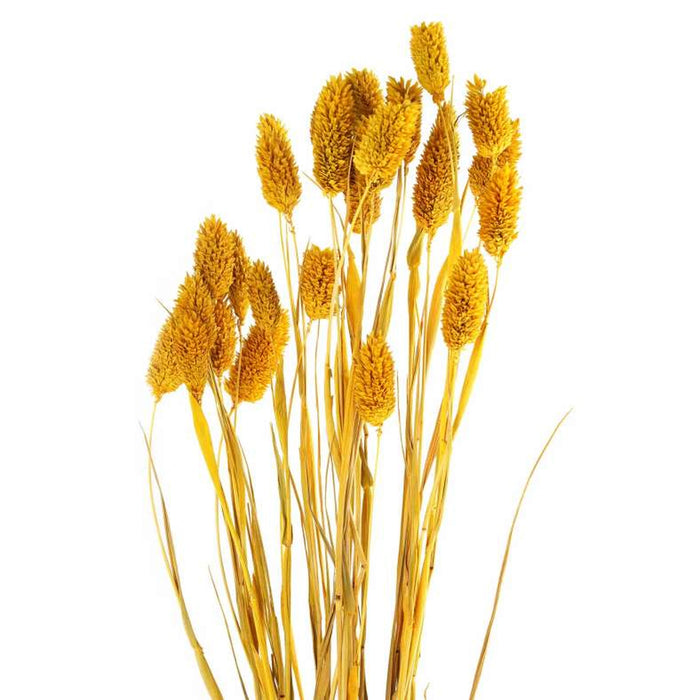 Sierra Single Dried Bouquet H60Cm - Yellow