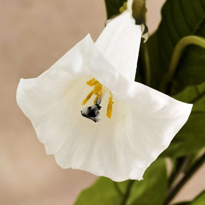 Stramonium Artificial Stem H131Cm - White