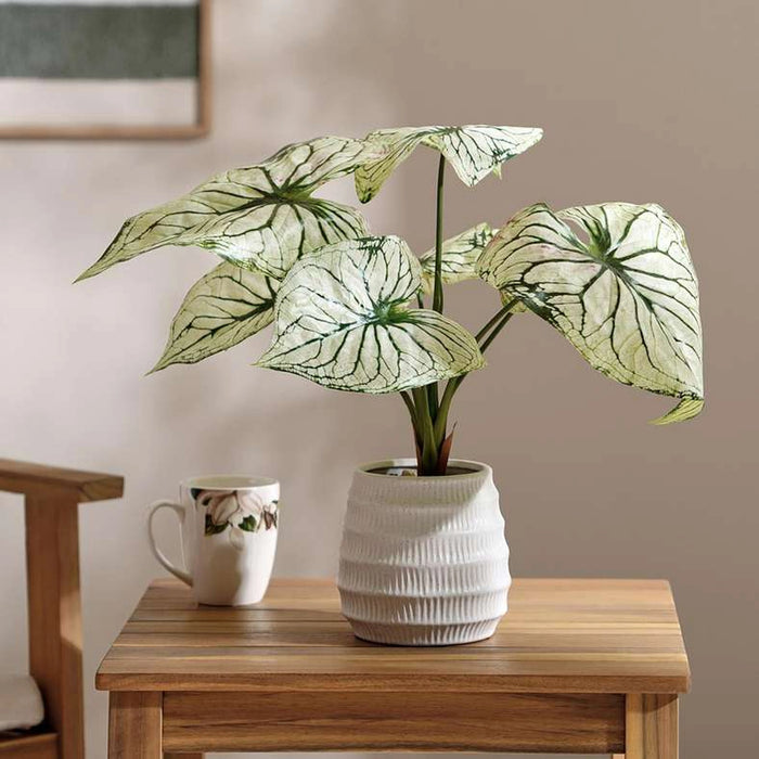 Taro Leaf Artificial In Ceramic Pot 45.5X45.5X43Cm - Green