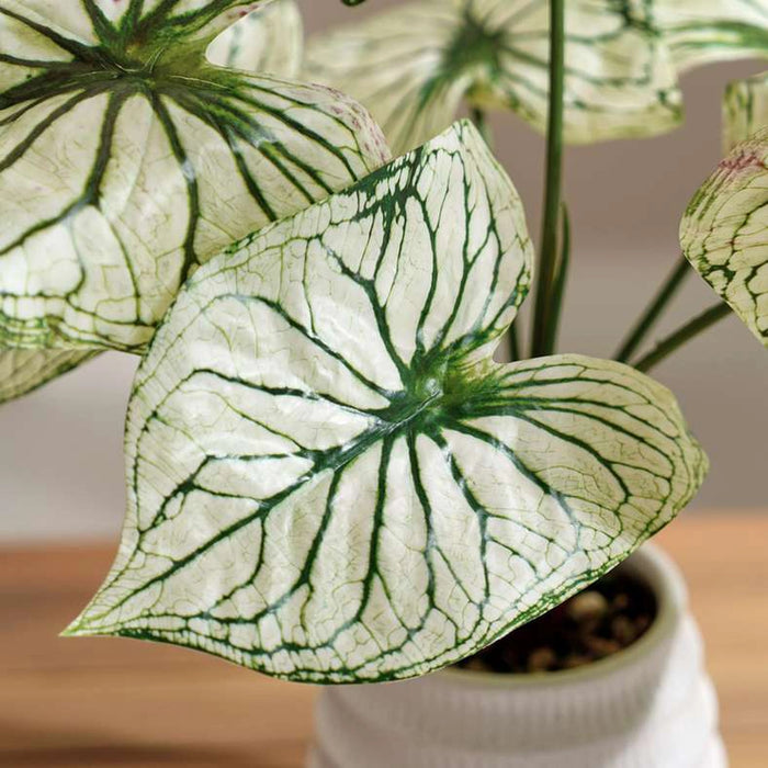 Taro Leaf Artificial In Ceramic Pot 45.5X45.5X43Cm - Green