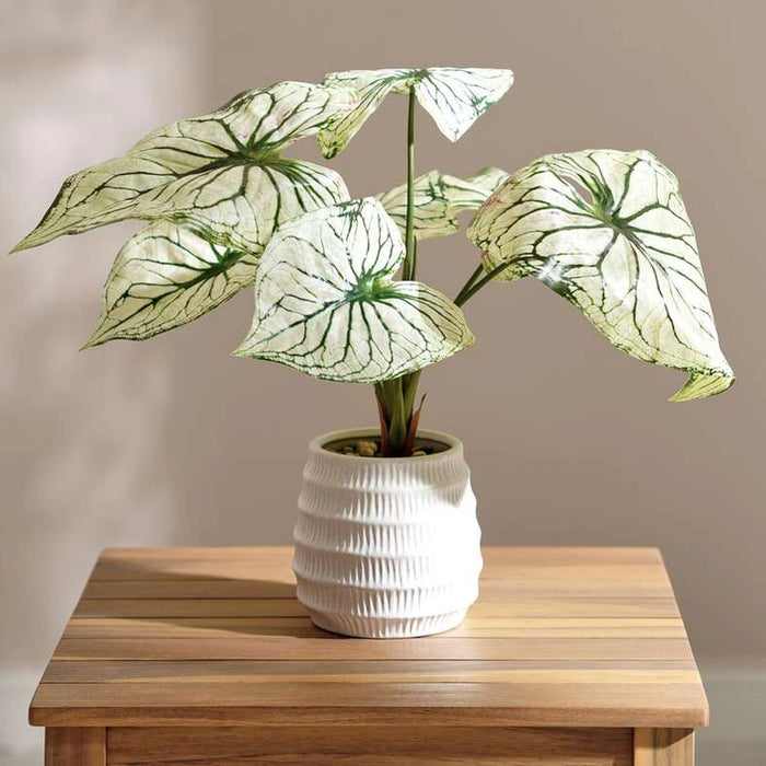 Taro Leaf Artificial In Ceramic Pot 45.5X45.5X43Cm - Green