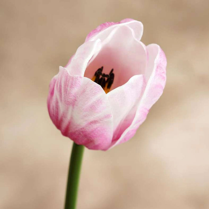 Tulip Artificial Flower Stem H64Cm - Pink