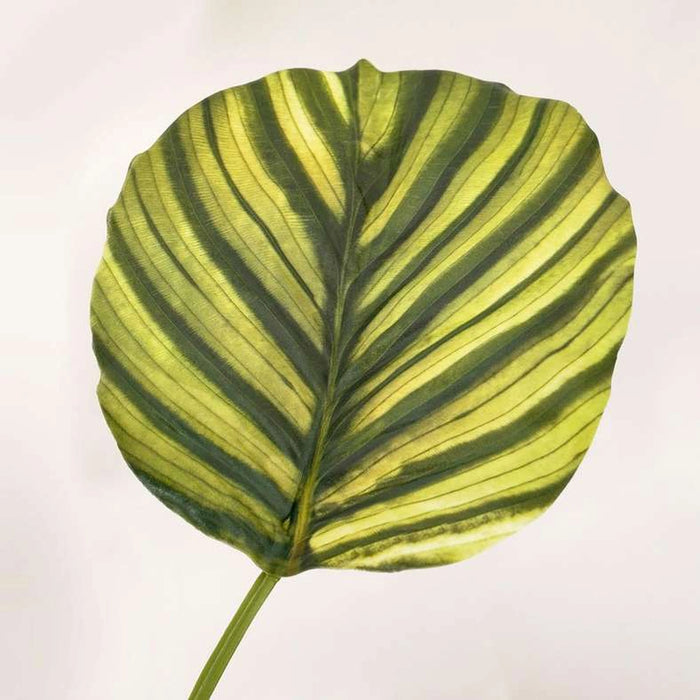 Wild Leaves Artificial Stem 20.32X20.32X78.74Cm- Green
