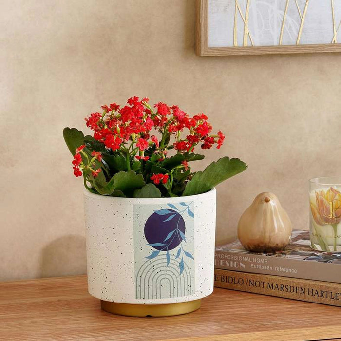 Zesty Terracotta Planter 17X17X15Cm - Blue