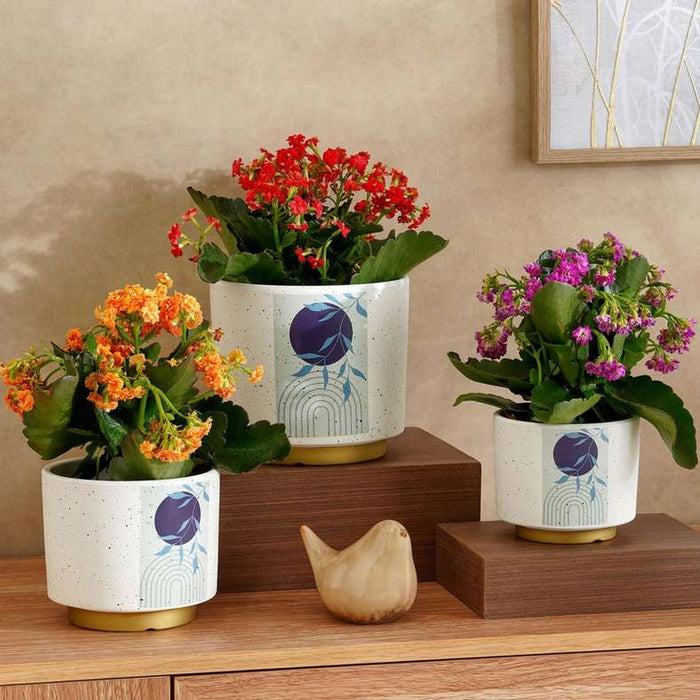Zesty Terracotta Planter 17X17X15Cm - Blue