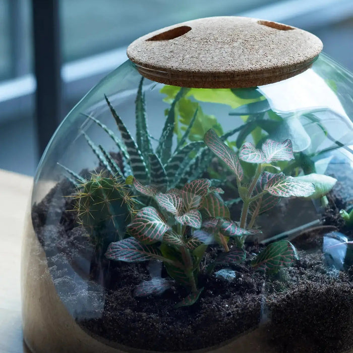 Canopy Closed Garden H16.5cm Recycled/Cork