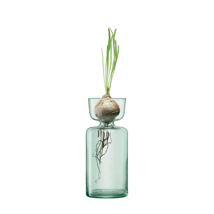 Canopy Vase/Bulb Planter H20cm Clear