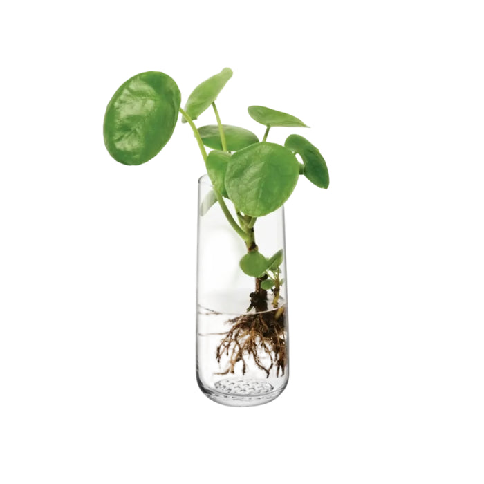 Market Bud Vase H17.5cm Clear