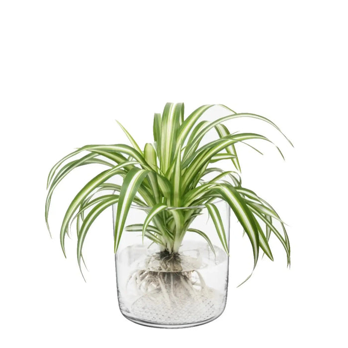 Market Glass Vase - Clear, H16cm